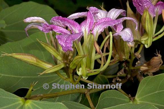 bauhinia macranthera 4 graphic